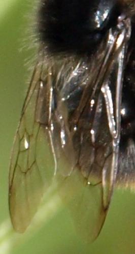 Bombus sp.