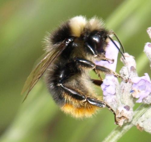 Bombus sp.