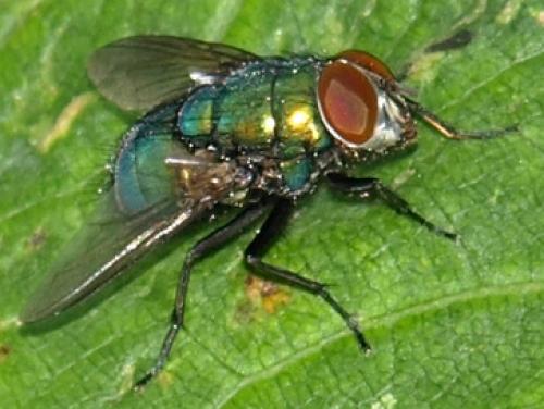 Lucilia sp.