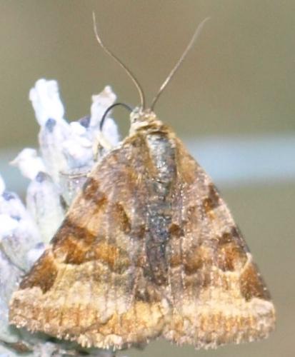 Euclidia glyphica