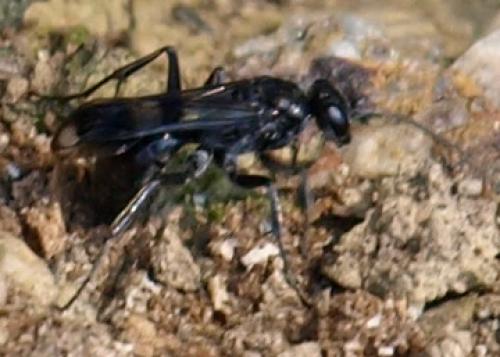 Dipogon sp.