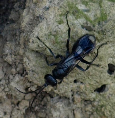 Dipogon sp.