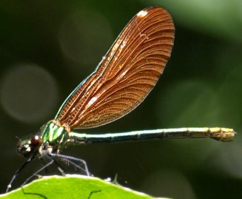 Calopteryx virgo