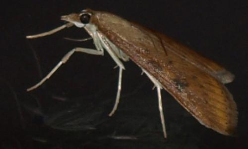 Udea ferrugalis
