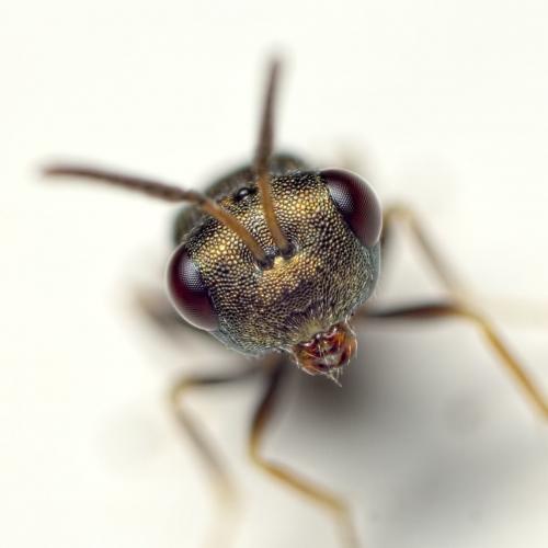 Réf. 127 741 : Pteromalus sp.