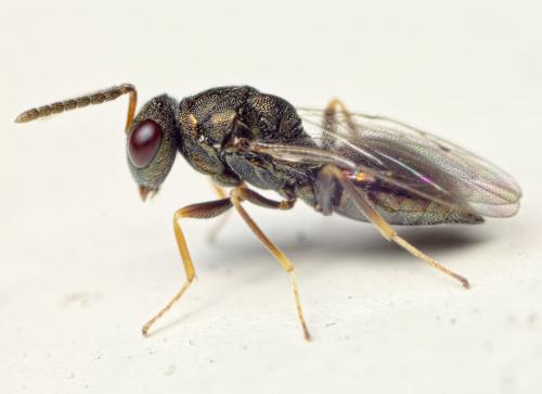 Réf. 127 742 : Pteromalus sp.