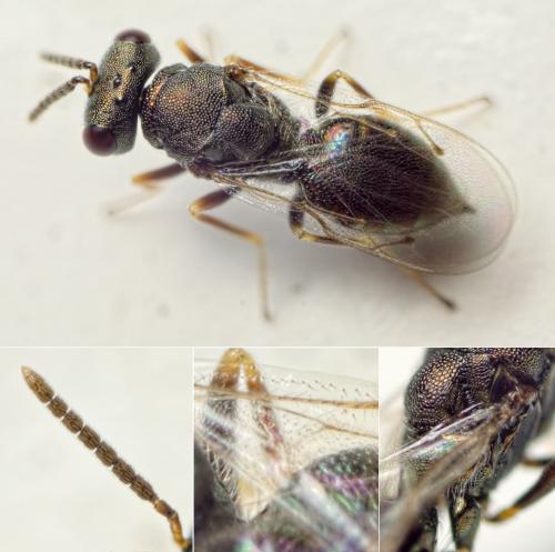 Réf. 127 743 : Pteromalus sp.