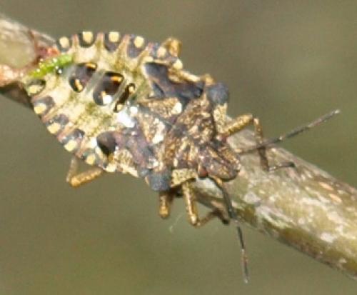 Pentatoma rufipes