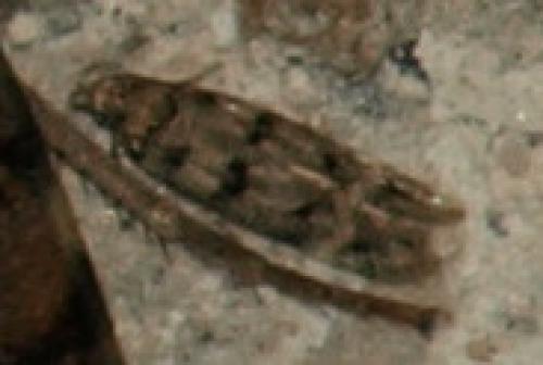 Bryotropha sp.