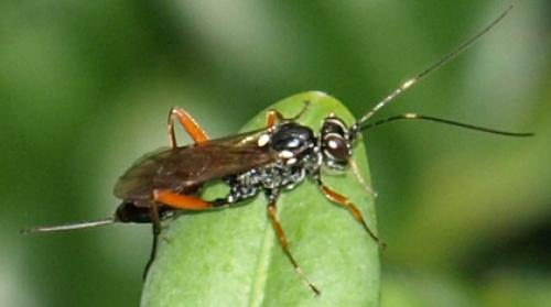 Cryptinae