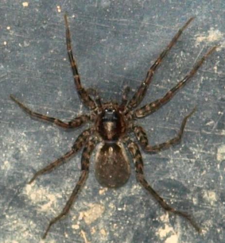 Pardosa sp.