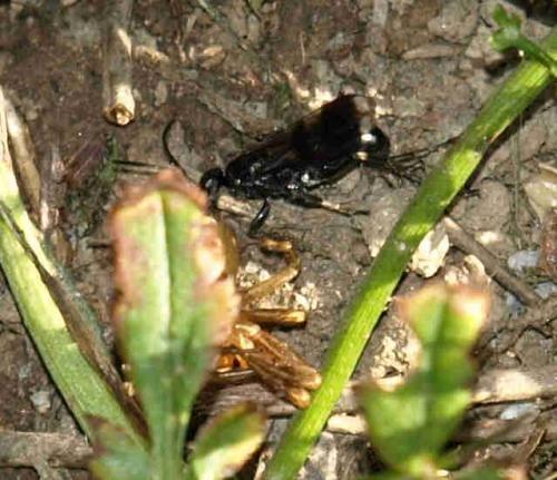 Dipogon sp.
