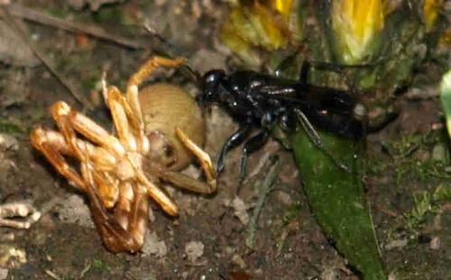 Dipogon sp.