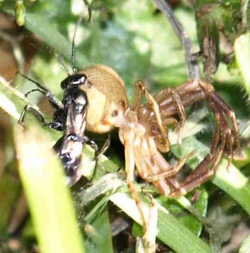 Dipogon sp.