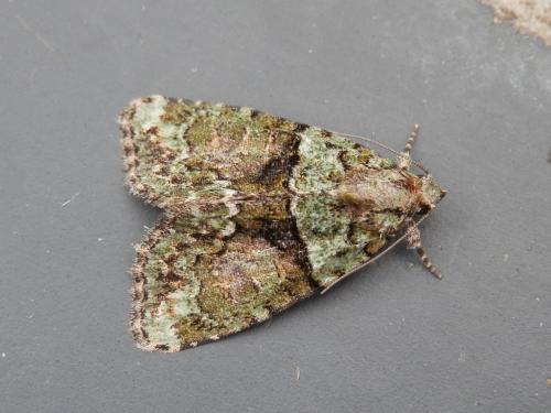 Réf. 127 757 : Cryphia algae