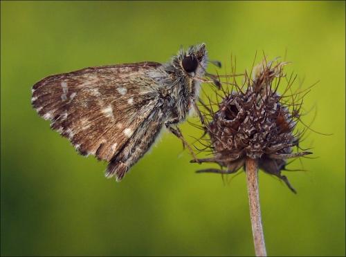 Carcharodus alceae