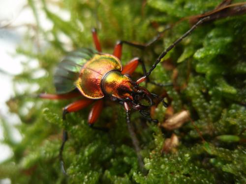 Carabus auronitens auronitens