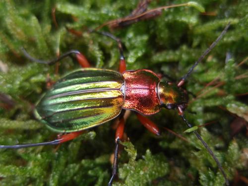 Carabus auronitens auronitens