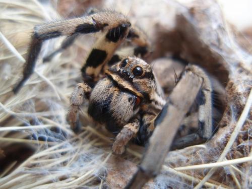 Lycosa tarantula