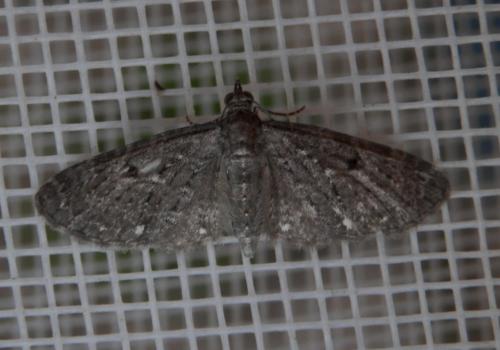 Réf. 127 514 : Eupithecia tripunctaria