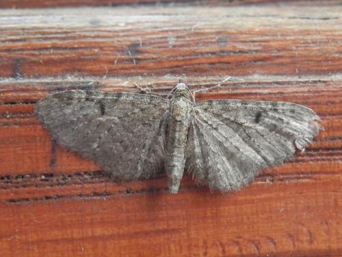 Réf. 127 612 : Eupithecia virgaureata