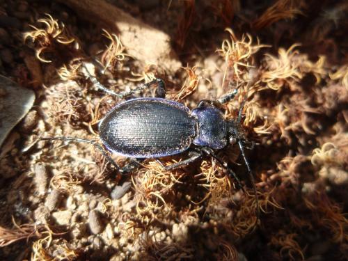 Réf. 127 645 : Carabus problematicus