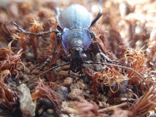 Carabus problematicus