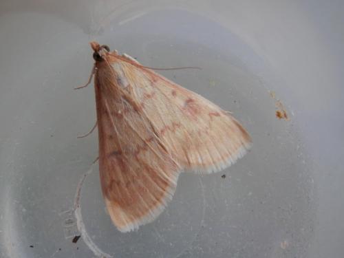 Réf. 127 739 : Ostrinia nubilalis