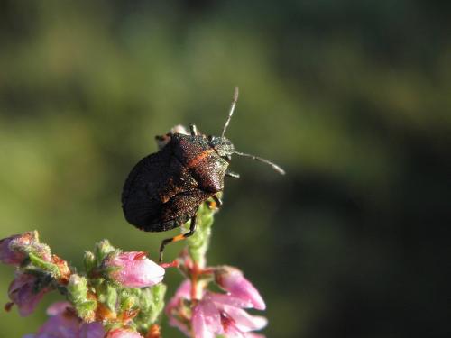 Rhacognathus punctatus