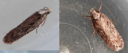 Depressaria douglasella