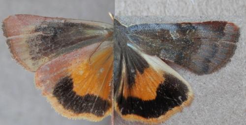 Noctua janthe