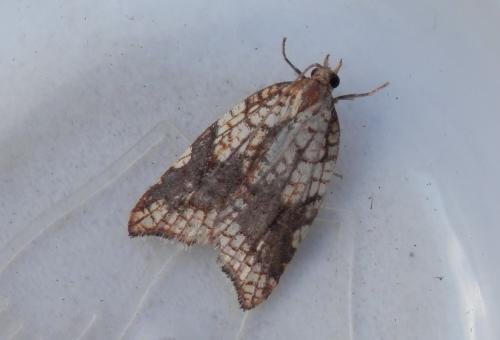 Acleris rhombana