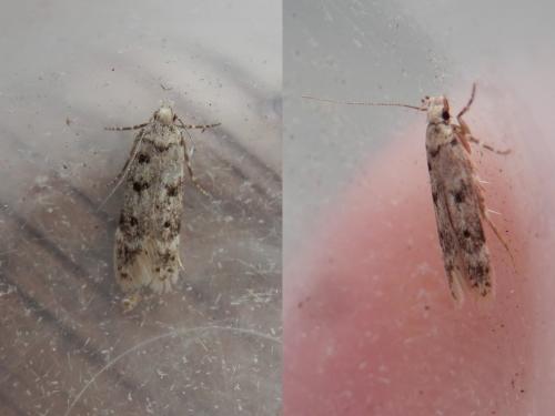 Réf. 127 882 : Bryotropha domestica