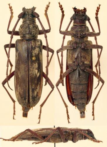 Pachydissus sp.