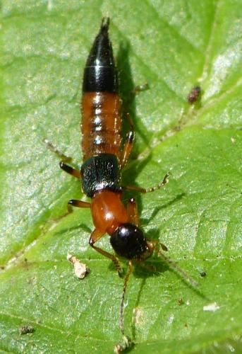 Réf. 127 688 : Paederus sp.