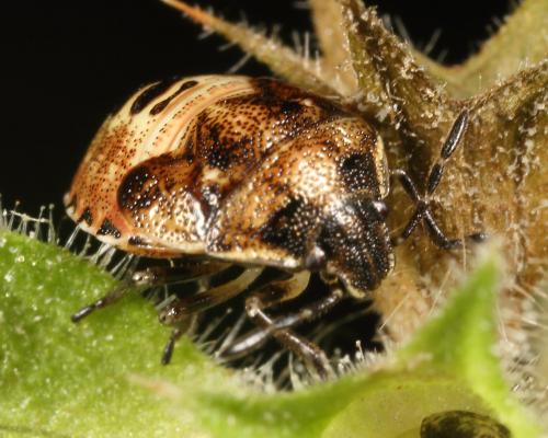 Stagonomus venustissimus