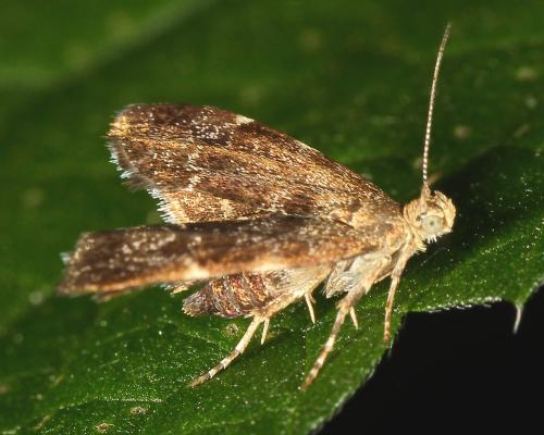 Anthophila fabriciana