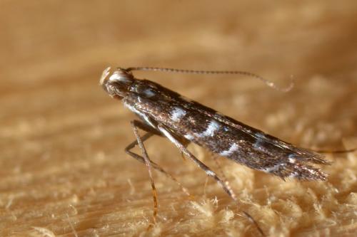 Réf. 127 484 : Parectopa ononidis