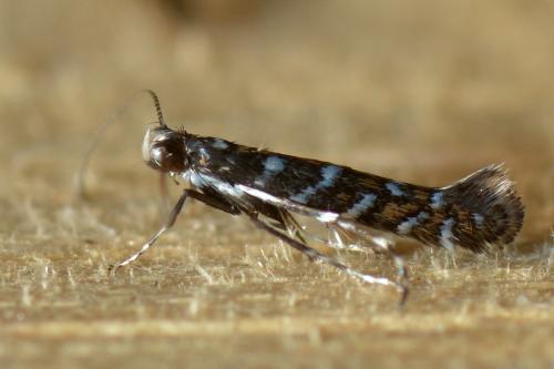 Réf. 127 523 : Parectopa ononidis
