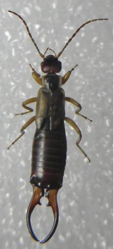 Etalage sp.