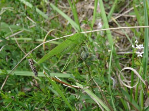 Phaneroptera sp.