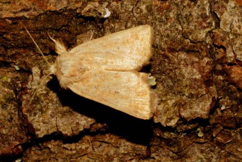 Réf. 127 730 : Photedes fluxa