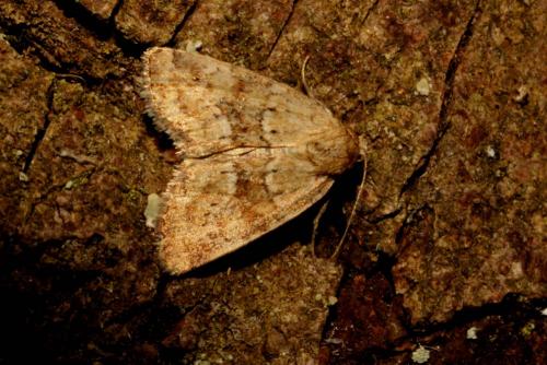 Réf. 127 936 : Photedes minima