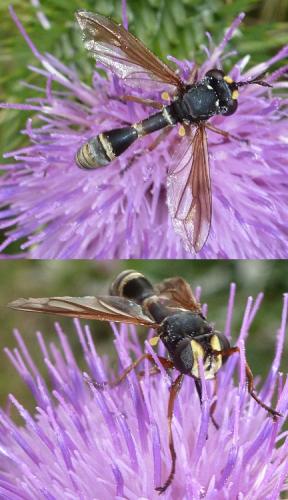 Réf. 127 003 : Physocephala rufipes