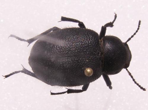 Réf. 127 008 : Phymatiotris parallela