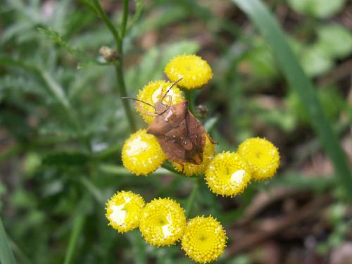 Carpocoris fuscispinus