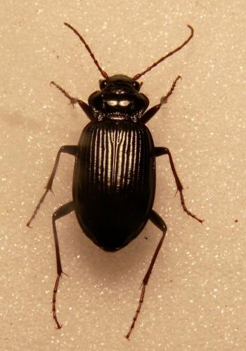 Réf. 127 285 : Nebria brevicollis
