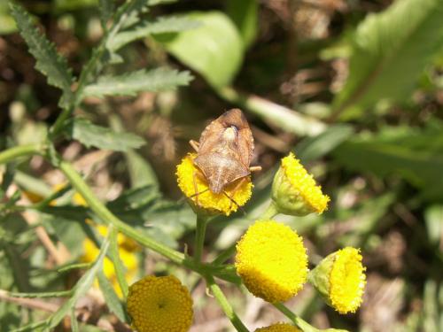Carpocoris purpureipennis