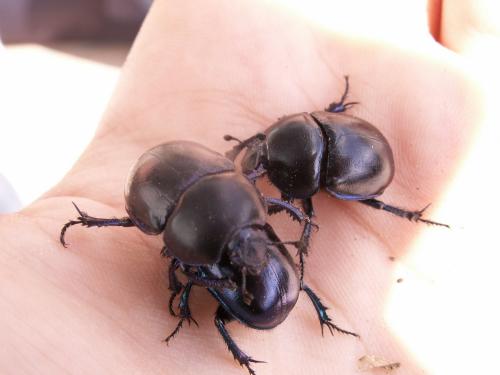 Trypocopris vernalis