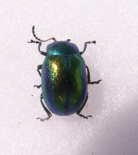 Chrysolina fastuosa